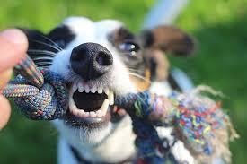 photo of dog biting pull toy